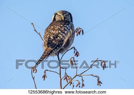 Northern Hawk Owl (Surnia ulula), known for sitting on the highest perch possible while looking for prey such as voles moving below. This one sits on the top of a tree looking back at the camera, South-central Alaska; Anchorage, Alaska, United States... View Large Photo Image Stock Photograph - Northern Hawk Owl (Surnia ulula), known for sitting on the highest perch possible while looking for prey such as voles moving below. This one sits on the top of a tree looking back at the camera, South-central Alaska; Anchorage, Alaska, United States.... Fotosearch