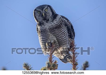 Northern Hawk Owl (Surnia ulula), known for sitting on the highest perch possible while looking for prey such as voles moving below. This one sits on the top of a tree looking down at the camera, South-central Alaska; Anchorage, Alaska, United States... View Large Photo Image Stock Photograph - Northern Hawk Owl (Surnia ulula), known for sitting on the highest perch possible while looking for prey such as voles moving below. This one sits on the top of a tree looking down at the camera, South-central Alaska; Anchorage, Alaska, United States.... Fotosearch