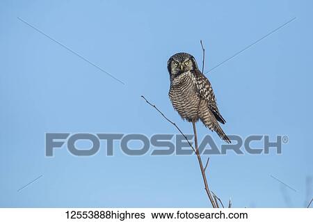 Northern Hawk Owl (Surnia ulula), known for sitting on the highest perch possible while looking for prey such as voles moving below. This one sits on the top of a tree against a blue sky; Alaska, United States of America View Large Photo Image Stock Photograph - Northern Hawk Owl (Surnia ulula), known for sitting on the highest perch possible while looking for prey such as voles moving below. This one sits on the top of a tree against a blue sky; Alaska, United States of America. Fotosearch