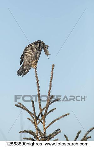 Northern Hawk Owl (Surnia ulula), known for sitting on the highest perch possible while looking for prey such as voles moving below. This one sits on the top of a tree against a blue sky with a rodent in it's mouth; Alaska, United States of America View Large Photo Image Stock Photograph - Northern Hawk Owl (Surnia ulula), known for sitting on the highest perch possible while looking for prey such as voles moving below. This one sits on the top of a tree against a blue sky with a rodent in it's mouth; Alaska, United States of America. Fotosearch