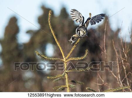 Northern Hawk Owl (Surnia ulula), known for sitting on the highest perch possible while looking for prey such as voles moving below. This one flies from the top of a tree with a rodent in it's claws; Alaska, United States of America View Large Photo Image Stock Photograph - Northern Hawk Owl (Surnia ulula), known for sitting on the highest perch possible while looking for prey such as voles moving below. This one flies from the top of a tree with a rodent in it's claws; Alaska, United States of America. Fotosearch
