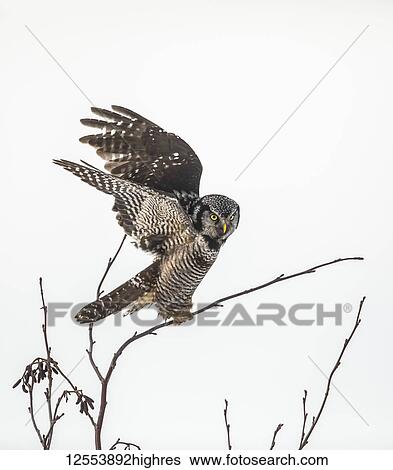 Stock Photograph - Northern Hawk Owl (Surnia ulula), known for sitting on the highest perch possible while looking for prey such as voles moving below. This one sits on the top of a tree against a white sky; Alaska, United States of America. Fotosearch