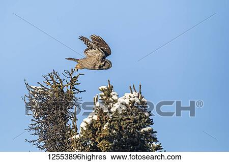 Northern Hawk Owl (Surnia ulula), known for sitting on the highest perch possible while looking for prey such as voles moving below. This one takes flight from the top of a snowy tree against a blue sky; Alaska, United States of America View Large Photo Image Stock Photograph - Northern Hawk Owl (Surnia ulula), known for sitting on the highest perch possible while looking for prey such as voles moving below. This one takes flight from the top of a snowy tree against a blue sky; Alaska, United States of America. Fotosearch