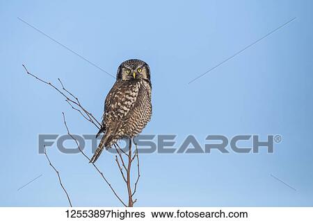 Stock Photograph - Northern Hawk Owl (Surnia ulula), known for sitting on the highest perch possible while looking for prey such as voles moving below. This one sits on the top of a tree against a blue sky; Alaska, United States of America. Fotosearch