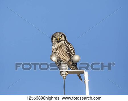 Northern Hawk Owl (Surnia ulula), known for sitting on the highest perch possible while looking for prey such as voles moving below. This one sits on the top of a wind-powered mechanism with post against a blue sky; Alaska, United States of America View Large Photo Image Stock Photograph - Northern Hawk Owl (Surnia ulula), known for sitting on the highest perch possible while looking for prey such as voles moving below. This one sits on the top of a wind-powered mechanism with post against a blue sky; Alaska, United States of America. Fotosearch