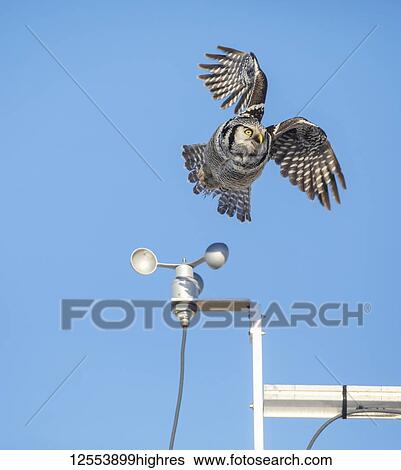 Northern Hawk Owl (Surnia ulula), known for sitting on the highest perch possible while looking for prey such as voles moving below. This one takes flight from the top of a wind-powered mechanism with post against a blue sky; Alaska, United States of... View Large Photo Image Stock Photograph - Northern Hawk Owl (Surnia ulula), known for sitting on the highest perch possible while looking for prey such as voles moving below. This one takes flight from the top of a wind-powered mechanism with post against a blue sky; Alaska, United States of.... Fotosearch