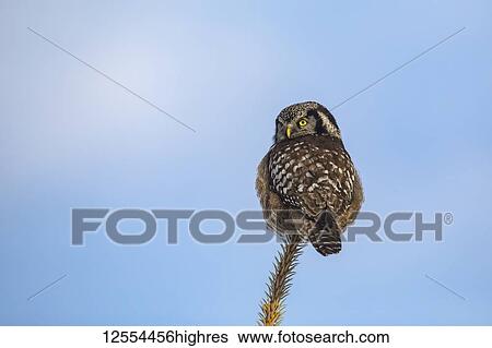 Stock Photograph - Northern Hawk Owl (Surnia ulula), known for sitting on the highest perch possible while looking for prey such as voles moving below. This one sits on the top of a tree against a blue sky, South-central Alaska; Anchorage, Alaska, United States of America. Fotosearch