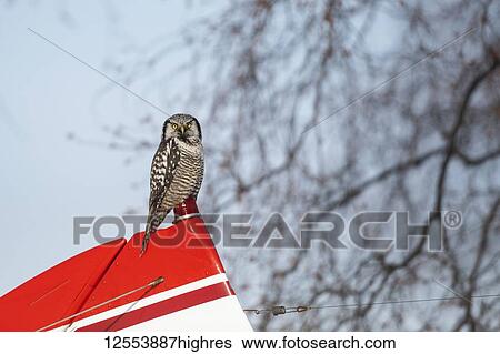 Stock Photograph - Northern Hawk-Owl (Surnia ulula) perched on a small airplane; Alaska, United States of America. Fotosearch