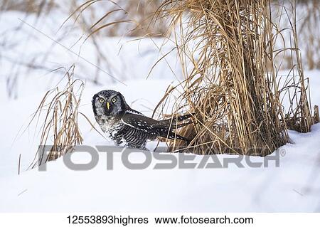 Stock Photograph - Northern Hawk Owl (Surnia ulula) standing in snow; Alaska, United States of America. Fotosearch