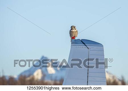 Stock Photograph - Northern Hawk-Owl (Surnia ulula) perched on a small airplane; Alaska, United States of America. Fotosearch