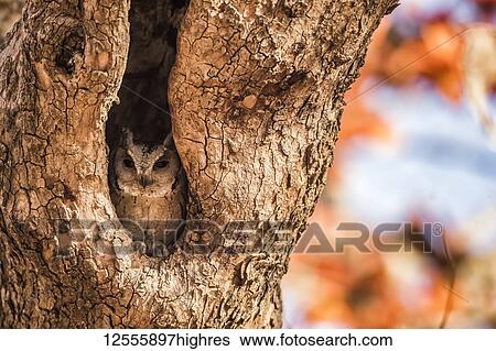 Northern Scops Owl (Strigidae); Rajasthan, India View Large Photo Image Stock Photograph - Northern Scops Owl (Strigidae); Rajasthan, India. Fotosearch