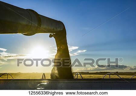 Offloading freshly harvested canola from a combine to a grain truck using the auger at sunset; Legal, Alberta, Canada View Large Photo Image Stock Photograph - Offloading freshly harvested canola from a combine to a grain truck using the auger at sunset; Legal, Alberta, Canada. Fotosearch