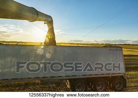 Stock Photograph - Offloading freshly harvested canola from a combine to a grain truck using the auger at sunset; Legal, Alberta, Canada. Fotosearch
