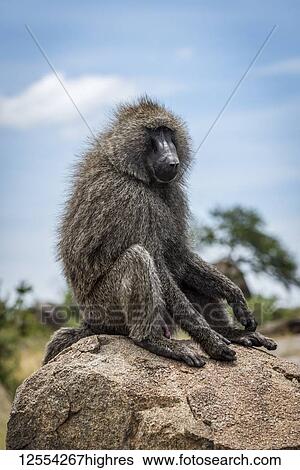 Stock Photograph - Olive baboon (Papio anubis) sits on rock facing right, Serengeti National Park; Tanzania. Fotosearch