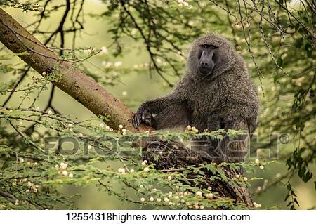 Stock Photograph - Olive baboon (Papio anubis) sits on branch eyeing camera, Serengeti National Park; Tanzania. Fotosearch