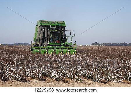 Onboard module building cotton picker; England, Arkansas, United States of America View Large Photo Image Stock Photo - Onboard module building cotton picker; England, Arkansas, United States of America. Fotosearch