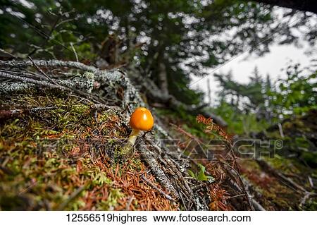 Stock Photograph - Orange mushroom on forest floor, Digby Neck; Nova Scotia, Canada. Fotosearch