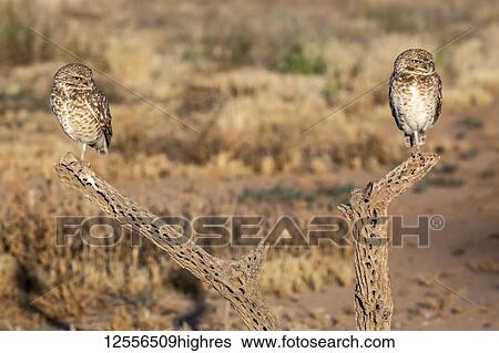 Pair of Burrowing Owls (Athene cunicularia) perched on Cholla cactus (Cylindropuntia) skeleton; Casa Grande, Arizona, United States of America View Large Photo Image Stock Photograph - Pair of Burrowing Owls (Athene cunicularia) perched on Cholla cactus (Cylindropuntia) skeleton; Casa Grande, Arizona, United States of America. Fotosearch