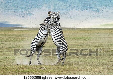 Pair of Zebra (Equus grevyi) stallions rise on hind feet to kick and bite each other as they fight on the floor of Ngorongoro Crater, Ngorongoro Conservation Area; Tanzania View Large Photo Image Stock Photograph - Pair of Zebra (Equus grevyi) stallions rise on hind feet to kick and bite each other as they fight on the floor of Ngorongoro Crater, Ngorongoro Conservation Area; Tanzania. Fotosearch
