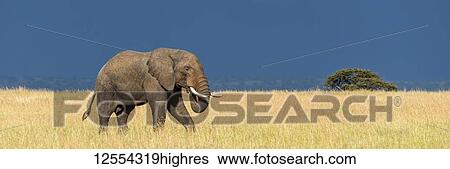 Stock Photograph - Panorama of African bush elephant (Loxodonta africana) in the savannah walking through long, golden grass that contrasts with the dark blue storm clouds behind. It has grey, wrinkled skin and is feeding itself with its trunk. Shot at Klein's Camp,.... Fotosearch