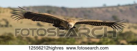 Stock Photograph - Panorama of African white-backed vulture (Gyps africanus) over savannah, Serengeti; Tanzania. Fotosearch