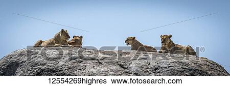 Stock Photograph - Panorama of four lions (Panthera leo) lying on kopje, Serengeti National Park; Tanzania. Fotosearch