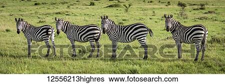 Stock Photograph - Panorama of four plains zebra (Equus quagga) eyeing camera, Serengeti; Tanzania. Fotosearch