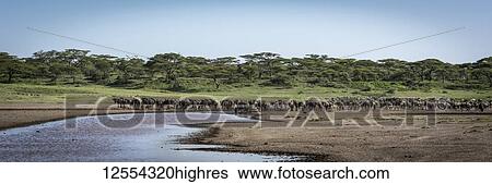 Stock Photograph - Panorama of line of wildebeest (Connochaetes taurinus) beside river, Serengeti National Park; Tanzania. Fotosearch