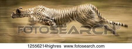 Stock Photograph - Panorama of slow pan of sprinting cheetah (Acinonyx jubatus), Serengeti; Tanzania. Fotosearch