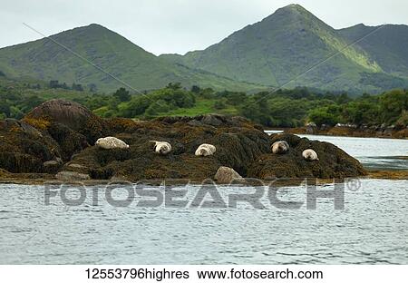 Stock Photograph - Peaked mountains covered in green foliage on Garnish Island, Glengarriff Bay, Wild Atlantic Way; Garnish Island, County Cork, Ireland. Fotosearch