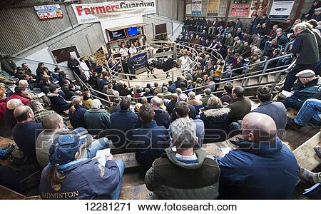 Stock Image - Pedigree British Blue sale at Chelford livestock auction mart; Cheshire, England. Fotosearch