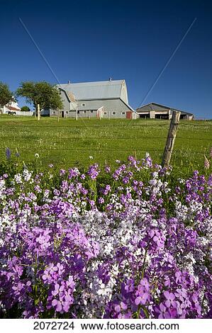 Phlox Flowers Growing Along Roadside, Clinton, Prince Edward Island View Large Photo Image Picture - Phlox Flowers Growing Along Roadside, Clinton, Prince Edward Island. Fotosearch