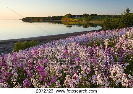 Phlox Flowers Growing On Banks Of New London Bay, Stanley Bridge, Prince Edward Island View Large Photo Image Stock Image - Phlox Flowers Growing On Banks Of New London Bay, Stanley Bridge, Prince Edward Island. Fotosearch