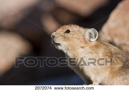 Picture - Pika, Mt Evans Wilderness Area, Colorado. Fotosearch