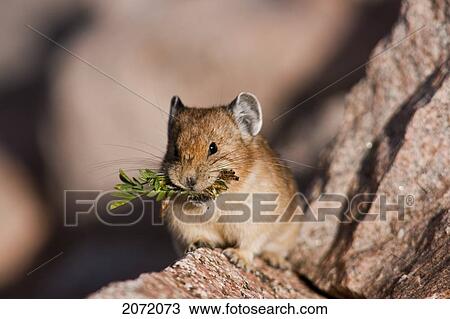 Pika, Mt Evans Wilderness Area, Colorado View Large Photo Image Stock Image - Pika, Mt Evans Wilderness Area, Colorado. Fotosearch