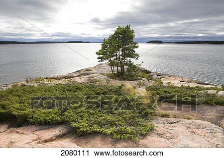 Stock Image - Pine Trees On A Rocky Point In Killbear Provincial Park On Georgian Bay; Ontario, Canada. Fotosearch