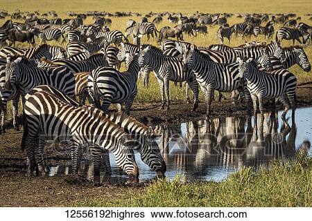 Plains zebra (Equus quagga) drink from puddle on track, Serengeti; Tanzania View Large Photo Image Stock Photograph - Plains zebra (Equus quagga) drink from puddle on track, Serengeti; Tanzania. Fotosearch
