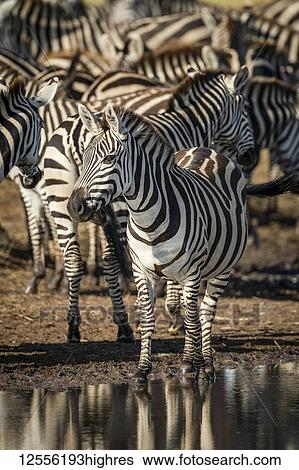 Stock Photograph - Plains zebra (Equus quagga) eyeing camera by puddle, Serengeti; Tanzania. Fotosearch