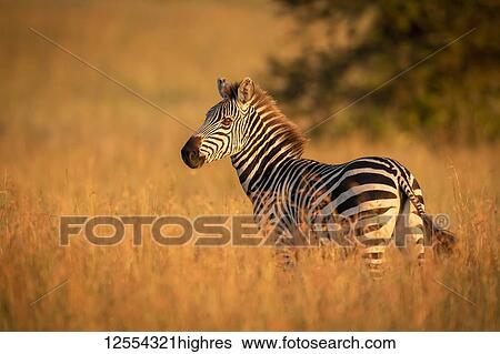 Stock Photograph - Plains zebra (Equus quagga) stands in grass watching camera, Serengeti National Park; Tanzania. Fotosearch