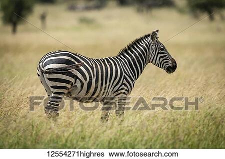 Plains zebra (Equus quagga) stands facing right in grass, Serengeti National Park; Tanzania View Large Photo Image Stock Photograph - Plains zebra (Equus quagga) stands facing right in grass, Serengeti National Park; Tanzania. Fotosearch