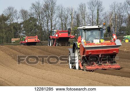 Planting seed potato in freshly prepared seed bed using a Grimme seed drill pulled by a Claas ARES 816RZ tractor; Yorkshire, England View Large Photo Image Stock Photography - Planting seed potato in freshly prepared seed bed using a Grimme seed drill pulled by a Claas ARES 816RZ tractor; Yorkshire, England. Fotosearch