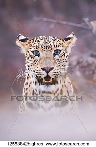 Stock Photograph - Portrait of a Leopard (Panthera pardus) obscured by fog technique, Northern India; Rajasthan, India. Fotosearch