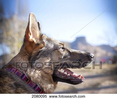 Stock Photography - Portrait Of German Shepherd Against Mesa Mountain; Colorado, Usa. Fotosearch