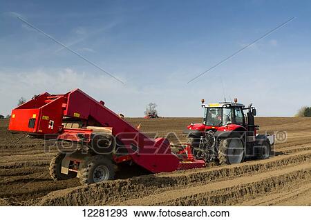 Stock Image - Preparing potato seed bed, using Grimme stone removing machine pulled by a Massey Ferguson 7620; Yorkshire, England. Fotosearch