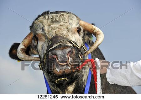 Prize winning Longhorn bull at an agricultural show; United Kingdom View Large Photo Image Stock Photography - Prize winning Longhorn bull at an agricultural show; United Kingdom. Fotosearch
