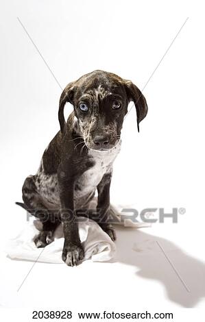 Stock Photo - Puppy Catahoula Leopard Dog. Fotosearch