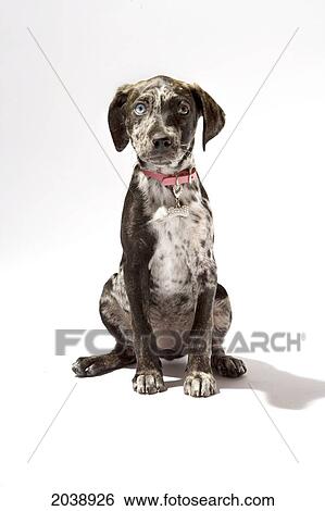 Puppy Catahoula Leopard Dog View Large Photo Image Stock Photograph - Puppy Catahoula Leopard Dog. Fotosearch