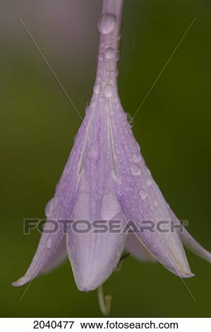 Stock Photo - Raindrops On A Hosta Blossom, Bedford, Nova Scotia. Fotosearch