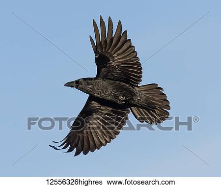 Stock Photograph - Raven flying in a blue sky; Alaska, United States of America. Fotosearch