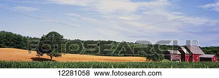 Red barns stand next to contour fields of maturing corn and cut wheat in upstate New York, trees and partly cloudy skies in the background; Coxsackie, New York, United States of America View Large Photo Image Stock Photo - Red barns stand next to contour fields of maturing corn and cut wheat in upstate New York, trees and partly cloudy skies in the background; Coxsackie, New York, United States of America. Fotosearch